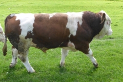 SOLD Fedal Ivar P (Moldau Erasmus PP x Lamhøj Union P) SOLD Fedal Ivar P (Moldau Erasmus PP x Lamhøj Union P)