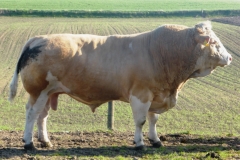 SOLD Hedetoft Fox HP (Langø Ditlev P x Serup Svante) SOLD Hedetoft Fox HP (Langø Ditlev P x Serup Svante)