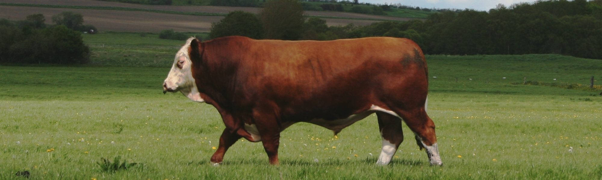 Beef Conformation Purebred Simmental Cattle Fedal Simmental