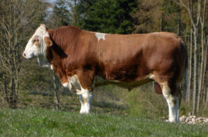 Fedal Oscar PP - FOR SALE Image