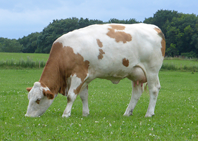 fedal ronja p-heterozygous polled simmental fleckvieh cow-fedal simmental denmark