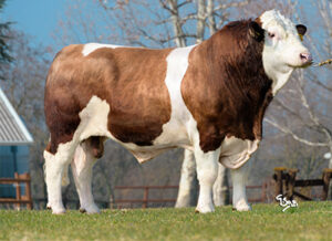 Fedal Rhapsody PP - SEMEN FOR SALE-image