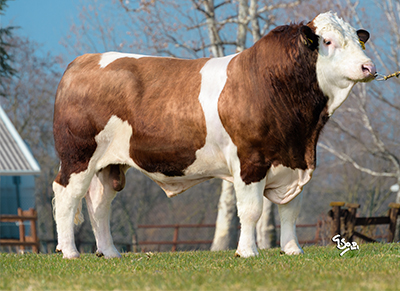 Fedal Rhapsody PP-image