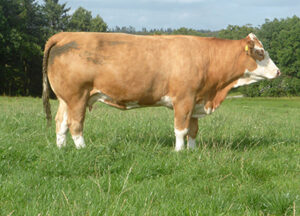 Fedal Safir PP-image