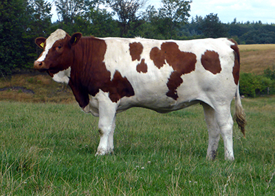 fedal pandora p-heterozygous polled simmental flechvieh heifer-fedal simmental denmark-01