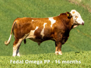Fedal Omega PP-image