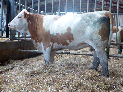 fedal-ulla p- polled-simmental-fleckvieh-heifer-fedal-simmental-denmark