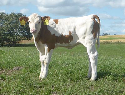 fedal-ulla p- polled-simmental-fleckvieh-heifer-fedal-simmental-denmark