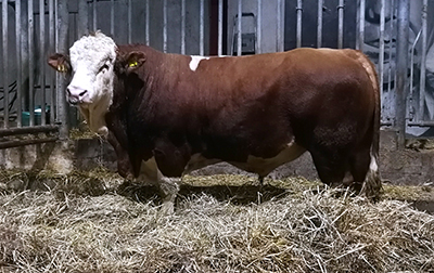 fedal reifert p-polled simmental fleckvieh bull-fedal simmental denmark