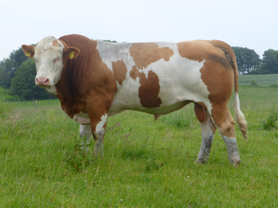 fedal toke pp-polled simmental bull-fedal simmental