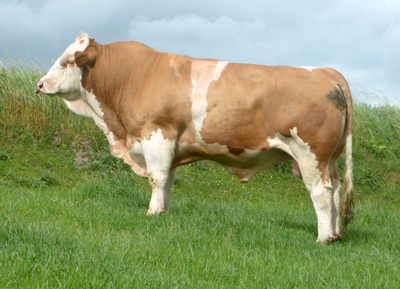 for-sale-fedal-samurai-pp-polled-simmental-bull-fedal-simmental-denmark