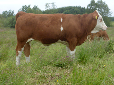 polled simmental fleckvieh heifer-fedal simmental denmark-fedal utopia p