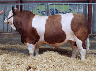 simmental semen for sale-fedal-rhapsody-pp-polled-simmental-fleckvieh-bull-fedal-simmental-denmark