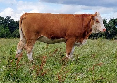 fedal thit pp polled simmental fleckvieh heifer-fedal simmental denmark