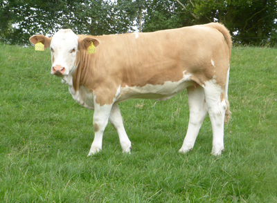 polled simmental heifer-fedal vigdis p-fedal simmental denmark