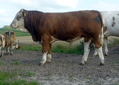 fedal urian pp-homozygous polled simmental bull-fedal simmental denmark