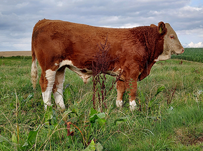 polled simmental bull calf-fedal-vitus p-fedal simmental denmark