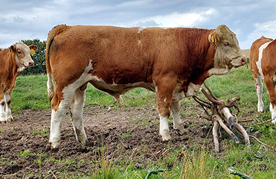 polled simmental bull-fedal simmental denmark-fedal unilog p