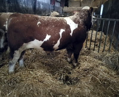 fedal-omega-pp-polled-simmental-bull-fedal-simmental-denmark