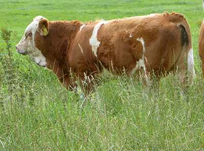 fedal alf-polled simmental bull
