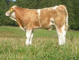 Fedal Anton PP-image