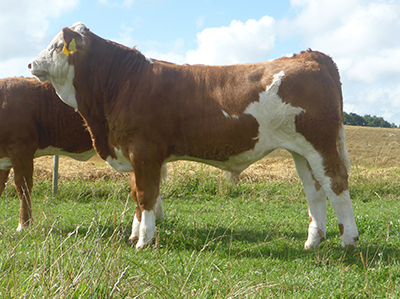 fedal arthur-polled simmental bull