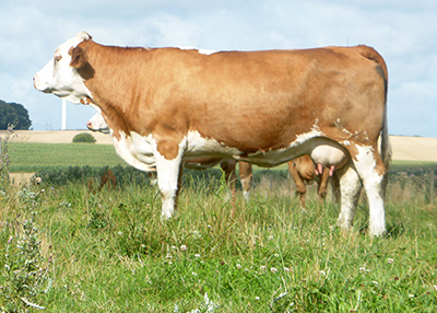 fedal orkan p-heterozygous polled simmental fleckvieh heifer-fedal simmental denmark--