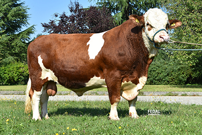 fedal t-roc-polled simmental bull