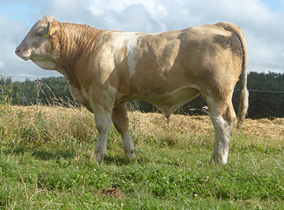 fedal valerio pp-homozygous polled simmental bul
