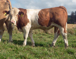 Fedal Verner PP-image