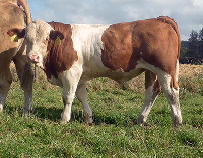 fedal verner pp-homozygous polled simmental bull