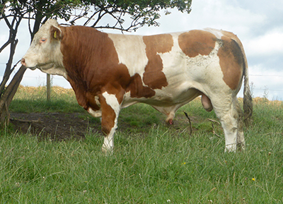 fedal woods p-polled simmental bull
