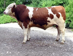 Hedetoft Columbus HP-image