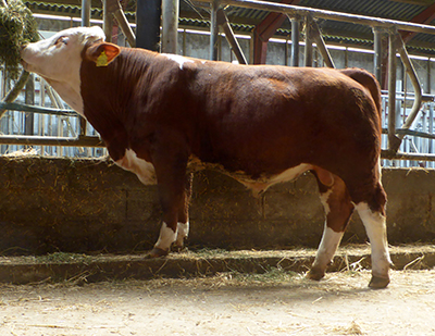 polled simmental bull calf-fedal-webster p-fedal simmental denmark