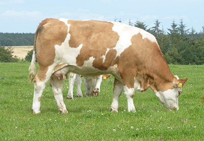 polled-simmental-fleckvieh-cow-fedal-simmental-denmark-fedal-scarlett-p