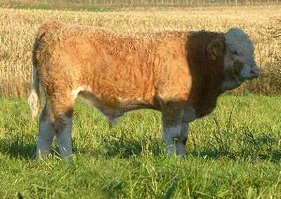 fedal andy p-polled simmental bull